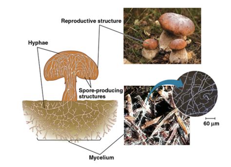 in what way are fungi similar to animals quizlet